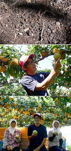 梨作りに不可欠な緻密な“土づくり
