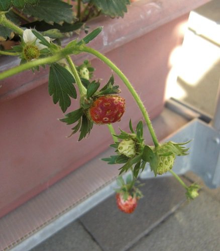 今が植え時 苺を育ててみませんか 大山恵みの里公社